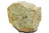 Polished Cambrian Stromatolite Fossil - Czech Republic #363064-1